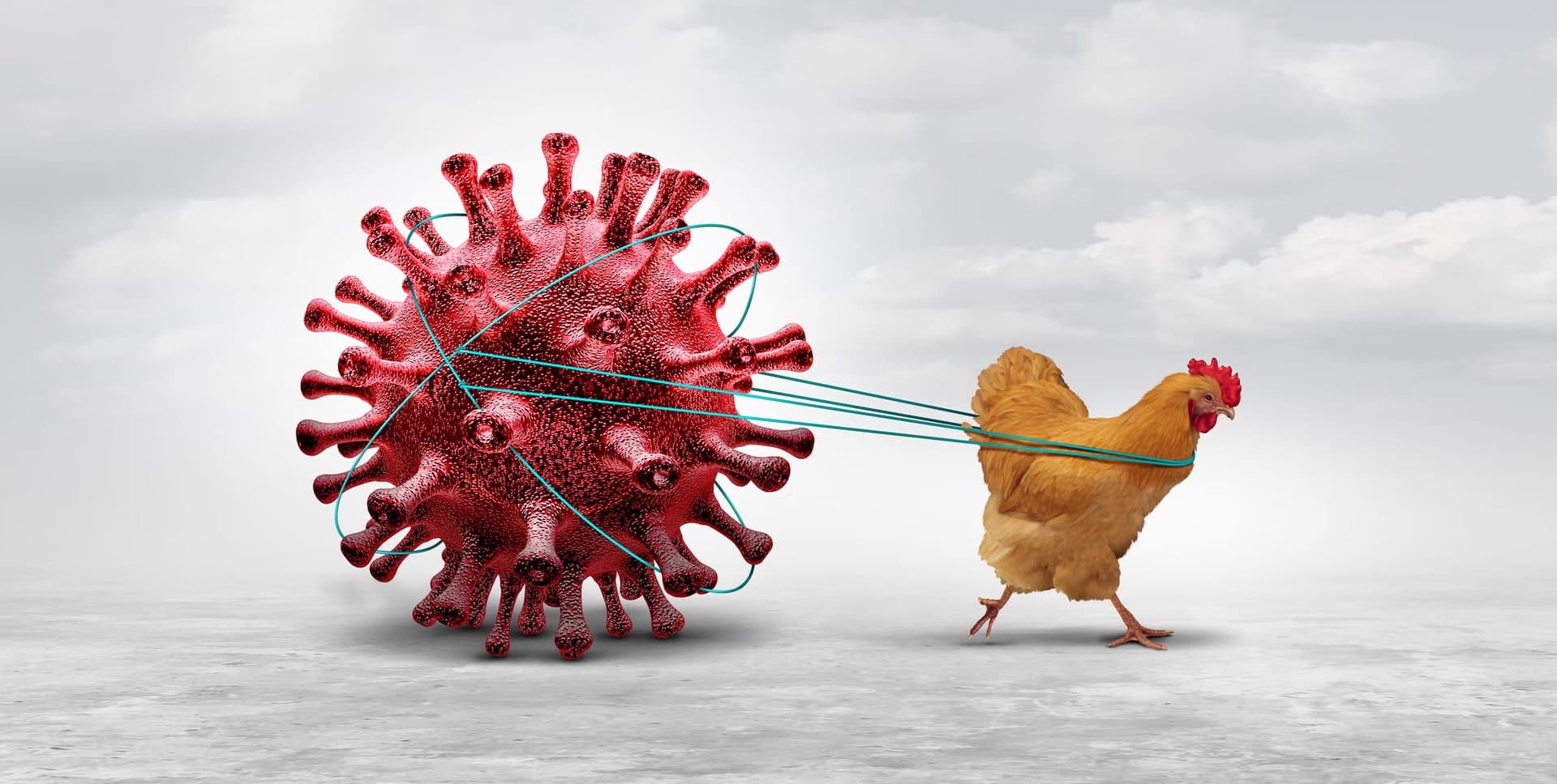 Bird Flu Confirmed in Bhaktapur, Over 48,000 Chickens Culled