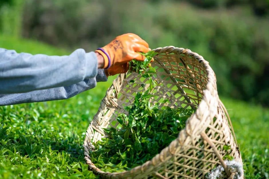 All Tea Factories in Jhapa to Shut Down as Export Rules Disrupt Industry, 60,000 Jobs at Risk