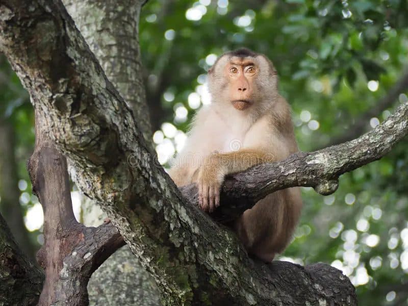 Government Opens 'Monkey Watcher' Jobs in Arghakhanchi with Monthly Pay of NPR 12,500