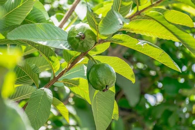 Mato Nepal Launches Commercial Guava Farming Program with 100% Buy-Back Guarantee