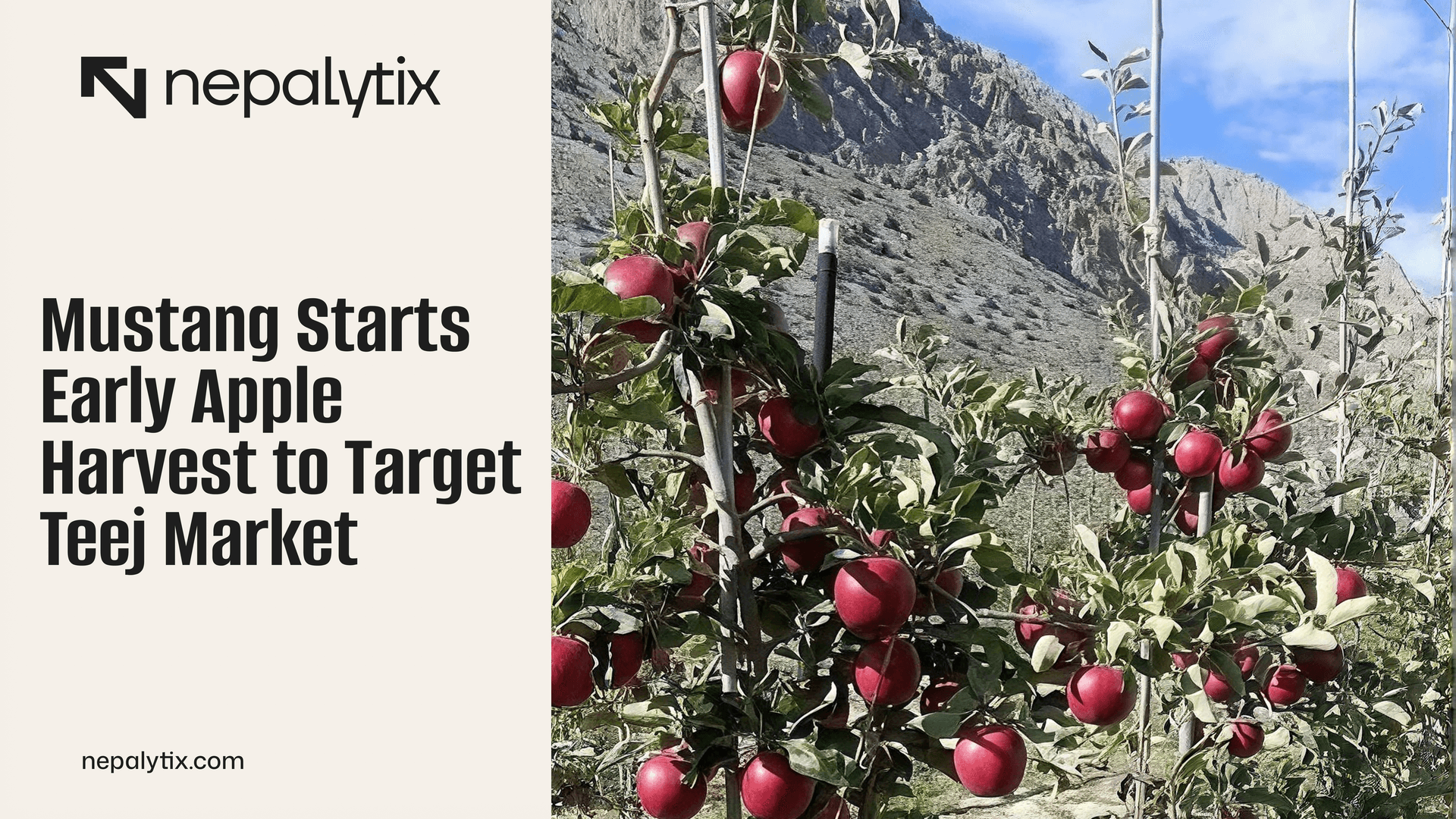 Mustang Starts Early Apple Harvest to Target Teej Market
